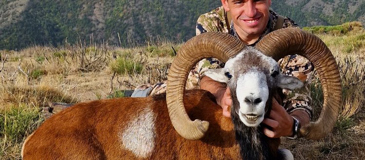 Pyrenean mouflon sheep